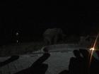 A very close encounter, Elephant Sands Camp