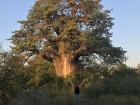 I am so excited to see baobab trees