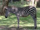 A baby zebra in Zambia