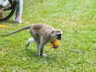 Furry vervet monkey in Zambia