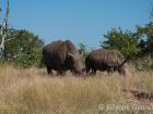 A white rhino mother and baby at Mosi-oa-Tunya National Park