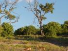 There are so many types of antelope in Africa!