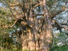 Baobabs can be thousands of years old and are huge