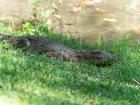 We saw this crocodile on the first night in Livingston, Zambia