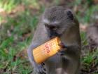 The monkeys thought my sunscreen was food