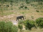 Bulls are solitary, while herds are led by a complex matriarchal (female) leadership system