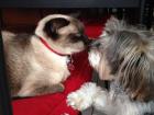 My dog Lucky and my cat Mitzy--of course I had to include them!