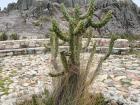 Cool ancient cactus plant