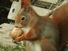 This guy was sitting in the park! He is a red squirrel. They are smaller than squirrels in California.