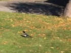 Can you see the magpie? Magpies are big like ravens and just as loud.
