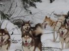 Here are some sled dogs