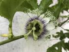 A passion fruit flower