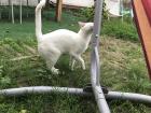 I liked to swing in the hammock in the backyard, and the neighborhood cat often visited!