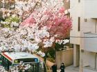 My bus stop during cherry blossom season