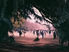 The cherry blossoms in Shinjuku Park