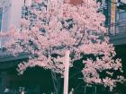 One tiny sakura tree outside of Shinjuku Station