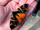 In Costa Rica, butterflies are symbols of good luck, and this one landed on me as I was hiking at Braulio Carrillo!