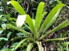 This species of epiphyte is called a bromelaide: the center of the plant fills up with water, making it a perfect home for frogs to lay their eggs, and it serves as a home for tadpoles 