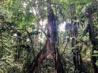 Can you see all of the epiphytes on this ficus tree?