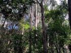 Fun fact: eucalyptus is an invasive species, not native to Costa Rica