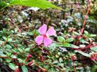 The flowers have thick leathery leaves to store water 