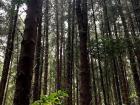 At high elevations, the forest switches from eucalyptus trees to pines