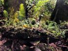 These ferns are growing on top of a tree branch