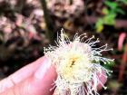 Many plants disperse their seeds by wind 