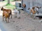 A group of dogs roaming the streets together