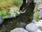 Koi fish in pond at Hasedera Temple