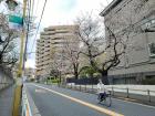 Pale pink sakura trees blooming in March 2020 next to Waseda University campus