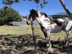 One of the many horses in Cartago!