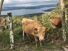 Cow on the side of the road--a not uncommon sight in Costa Rica!