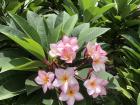 Tropical flowers like this are very common at temples