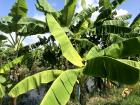 Banana tree