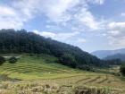 Rice growing in terraces in the mountains 