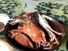 Crabs caught from the ocean earlier that day