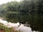 A black swan on our camping trip