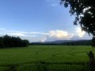 Rice fields in the flat, agricultural areas