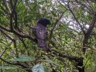 A forest-dwelling parrot called a "kaka"