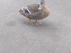 These ducks were all over campus!