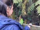 Feeding native birds at the Kiwi House