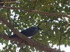 This blue bird with faded-looking feathers around its neck is a crow!