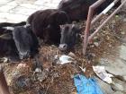 These cows prefer to take their afternoon nap in this shady spot on the street