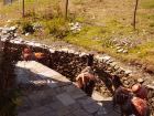 Mules transport goods in the Himalayas