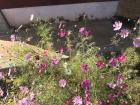 Pretty cosmos flowers in full bloom