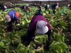 Farmers picking up crops (Google Images)