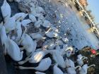 These swans on the Thames river outside of Windsor castle were HUGE