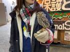 While I was walking in Nara, I came across this woman holding an owl