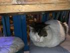 A cat sitting on a chair at a local cafe!